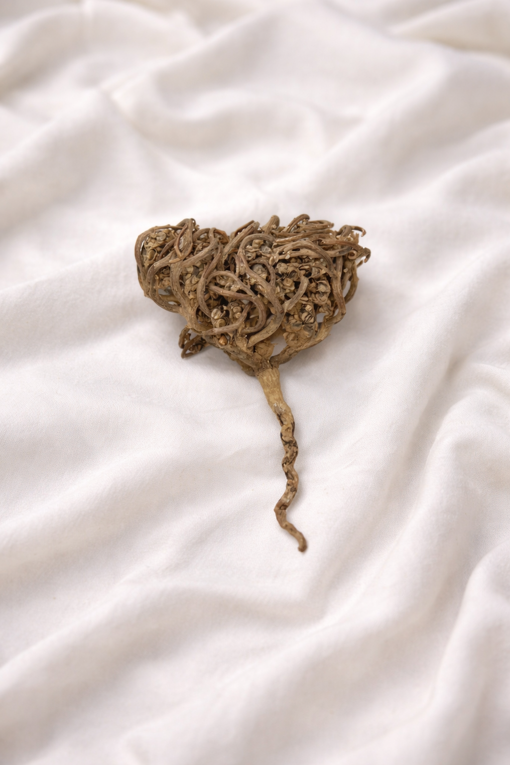 Rose de Jéricho ( Charajat Mariam )